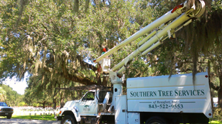 tree service/ tree removal